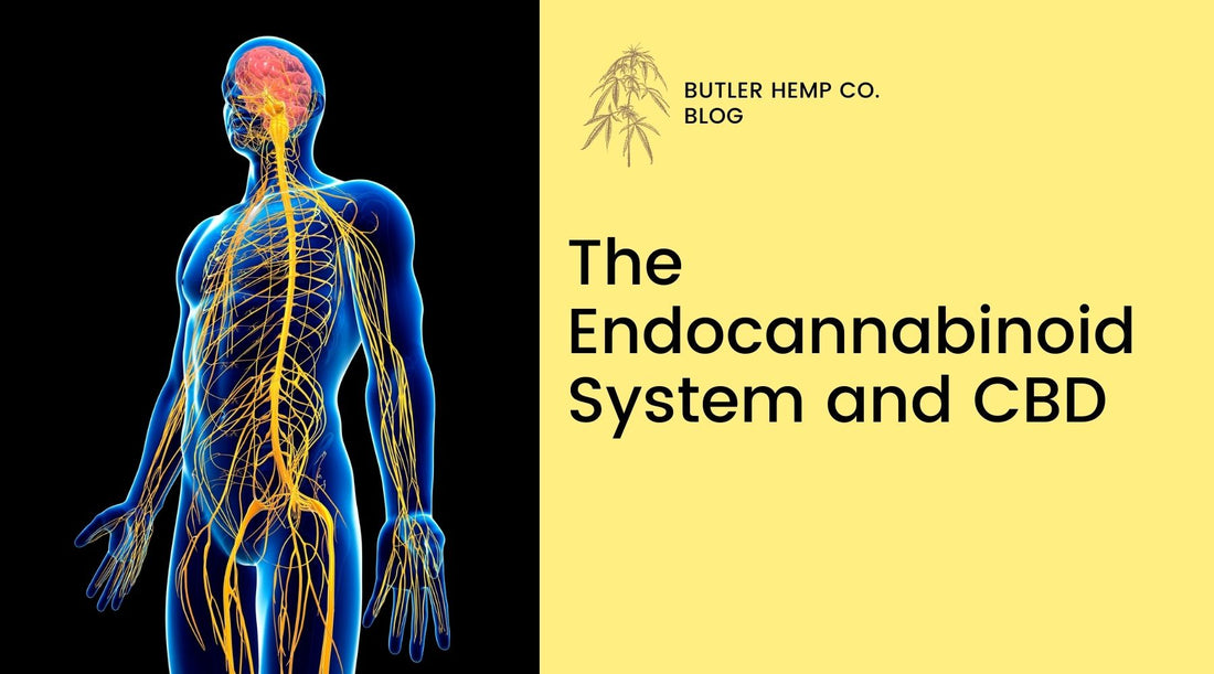 The Endocannabinoid System and CBD: a recently discovered regulatory system that impacts important everyday functions. How can CBD, THC, and other cannabinoids positively impact functionality?
